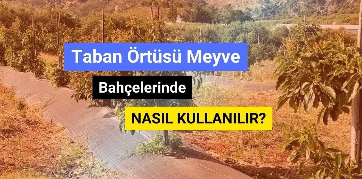 Taban Örtüsü Meyve Bahçelerinde Nasıl Kullanılır?