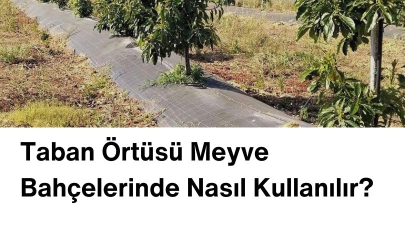 Taban Örtüsü Meyve Bahçelerinde Nasıl Kullanılır?