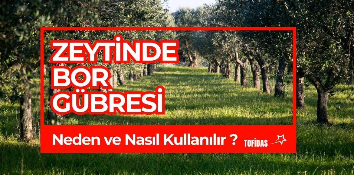 Zeytinde Bor Gübresi: Neden ve Nasıl Kullanılır