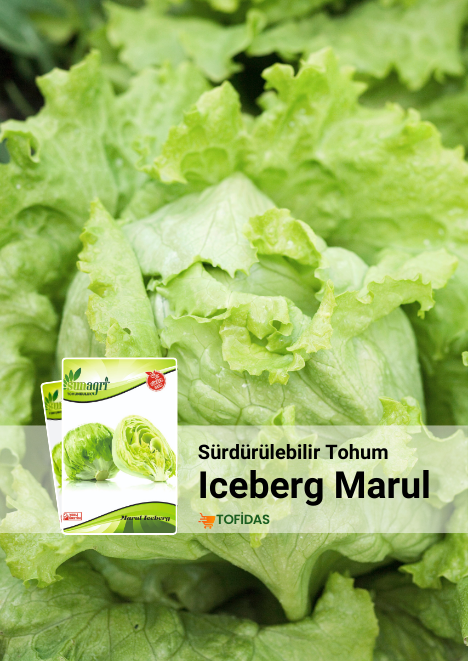  Iceberg Marul Tohumu 1000 adet tohum
