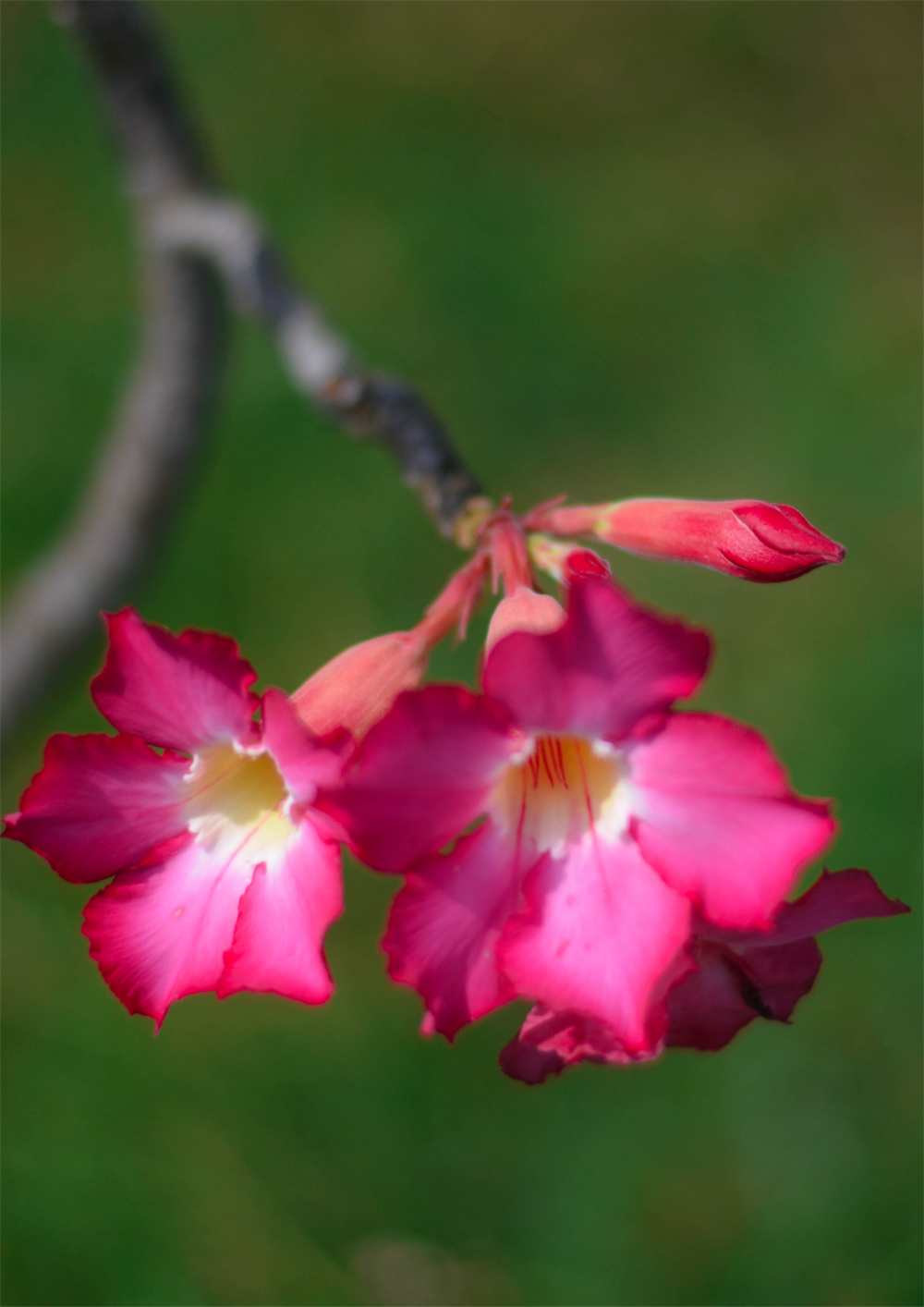 Açelya Tohumu 20 adet tohum