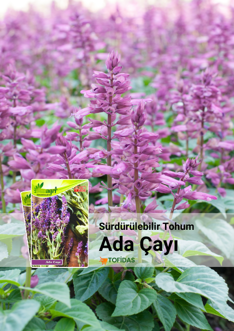 Adaçayı Tohumu 25 adet tohum