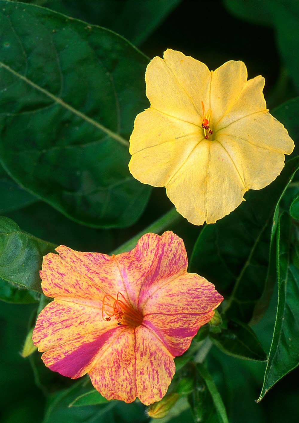 Akşam Sefası Çiçek Tohumu 10 adet tohum