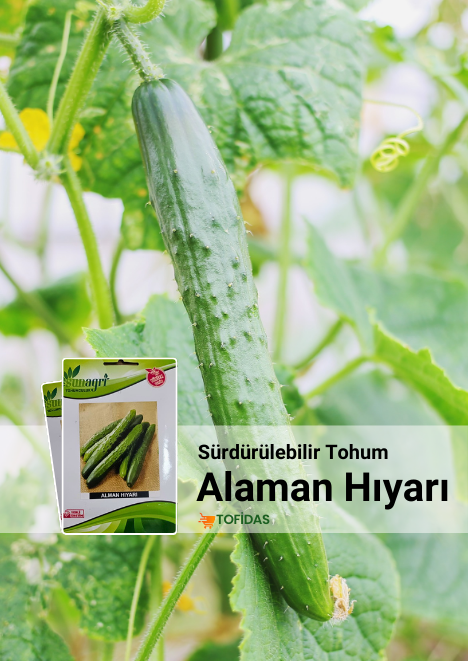 Alman Hıyarı 3 gr tohum