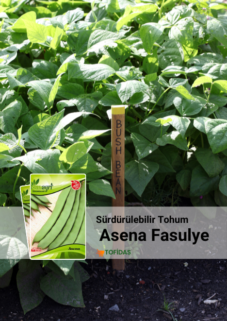 Asena Fasulye Tohumu 25 gr
