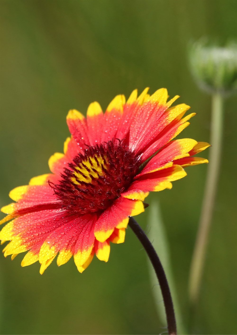 Ayyıldız Çiçeği Tohumu 40 adet