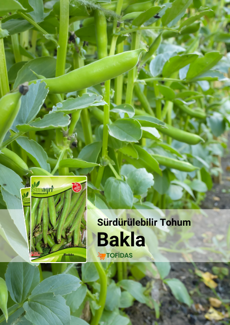 Bakla Tohumu 25 gr