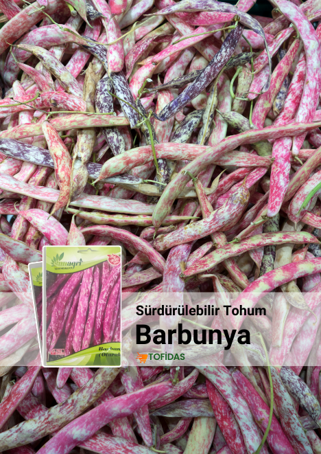 Barbunya Tohumu 25 gr