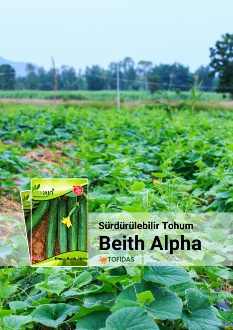Beith Alpha Salatalık Tohumu 5 gr