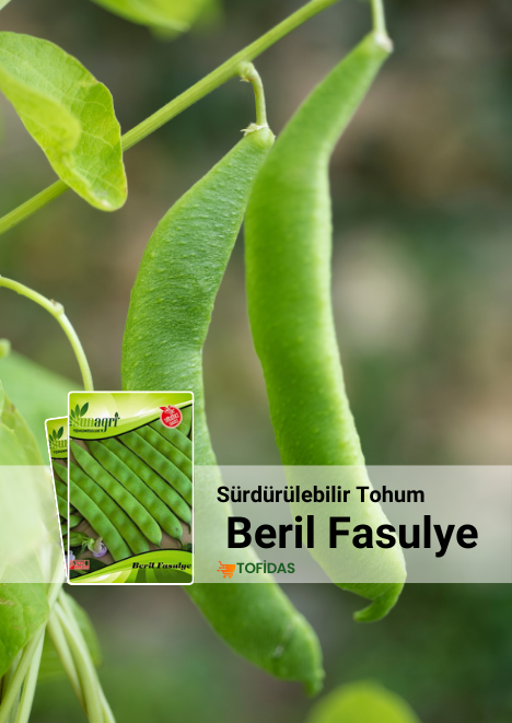 Beril Fasulye Tohumu 25 gr