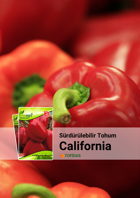 California Wonder Biber Tohumu 5 gr