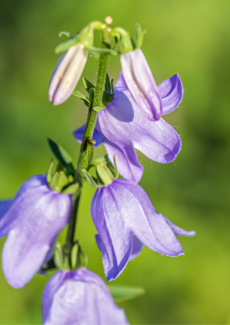 Çan Çiçeği Tohumu 50 Adet Tohum