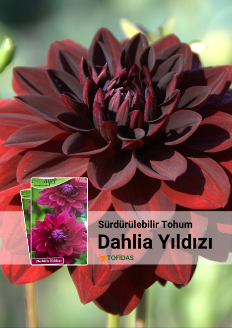 Dahliya Yıldız Çiçeği Tohumu 40 Adet