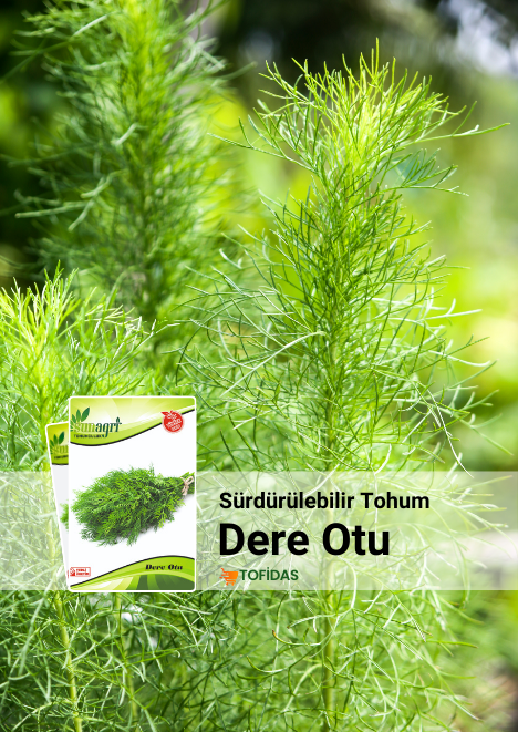 Dere Otu Tohumu 10 gr