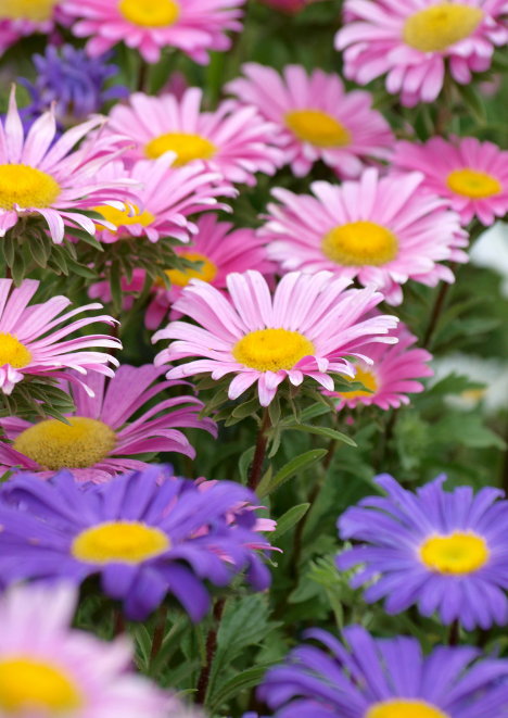 Dilber Kirpiği Çiçeği Tohumu 25 Adet Tohum