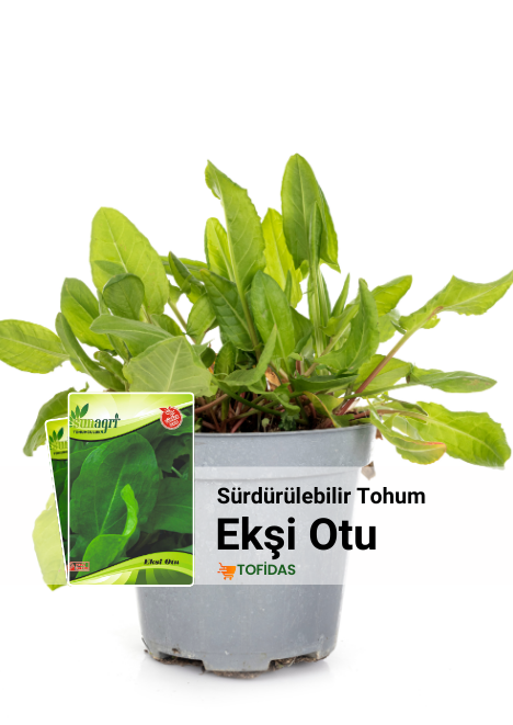 Ekşi Otu Tohumu 2 gr