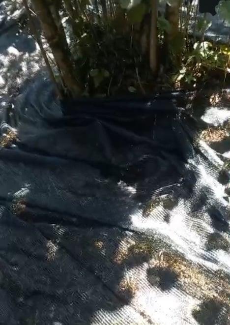 Fındık Toplama Filesi %55lik