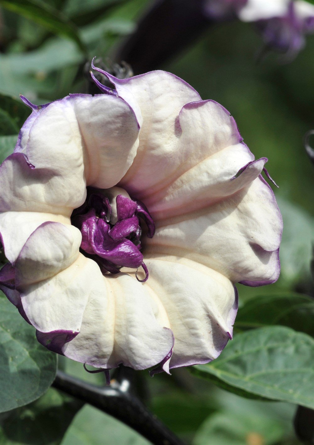 Gece Güzeli Çiçeği Tohumu 20 Adet