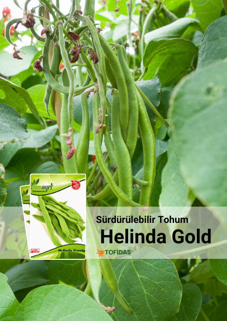 Helinda Gold Fasulye Tohumu 25 gr