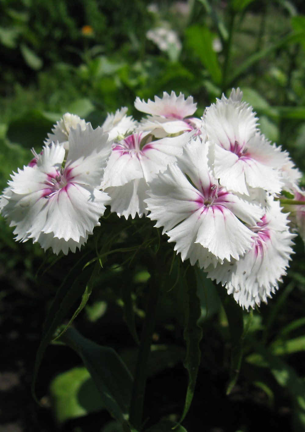 Hüsnü Yusuf Çiçeği Tohumu 40 adet