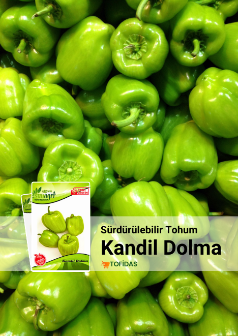 Kandil Dolma Biber Tohumu 5 gr