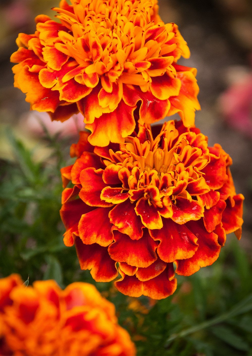 Karagöz Kadife Çiçeği 40 Adet Tohum