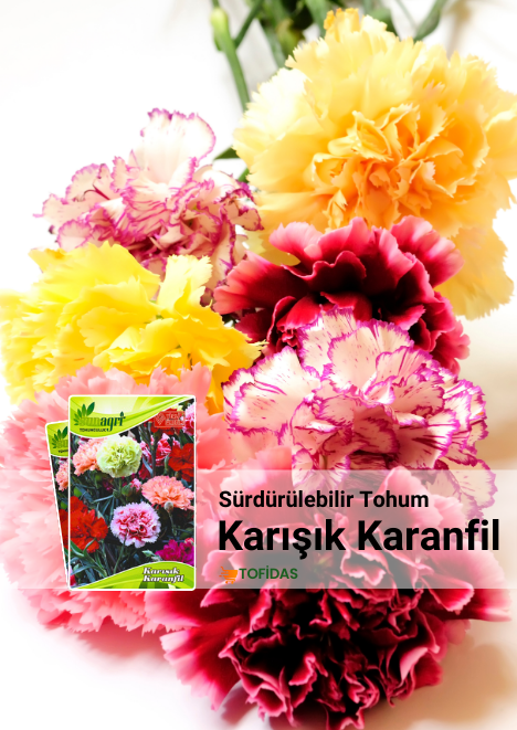 Karanfil Tohumu Karışık Renk