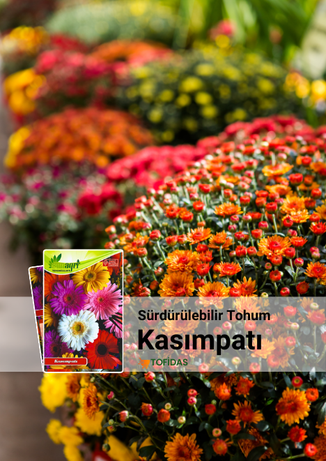 Kasımpatı Çiçeği Tohumu 25 Adet Tohum