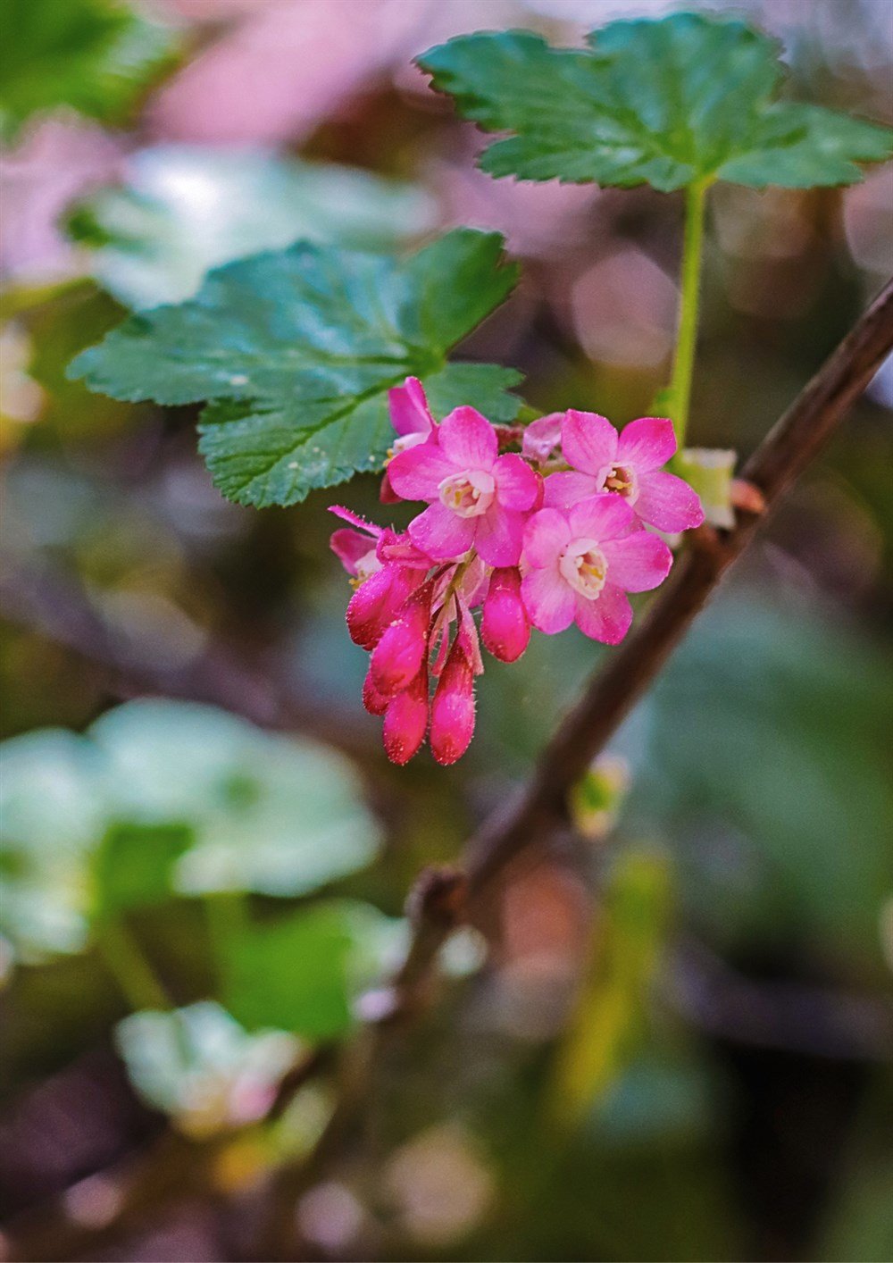Kene Çiçeği Tohumu 20 Adet