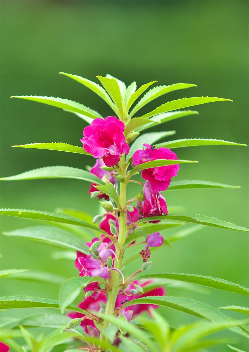 Kına Çiçeği Tohumu 5 adet tohum