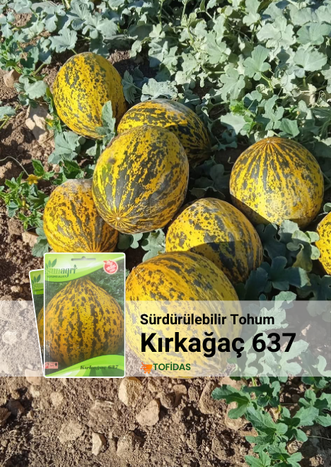 Kırkağaç Kavun (637 Altınbaş) 5 gr