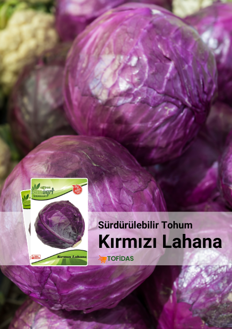 Kırmızı Lahana Tohumu 5 gr