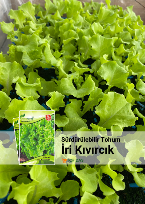 Kıvırcık Marul 5 g