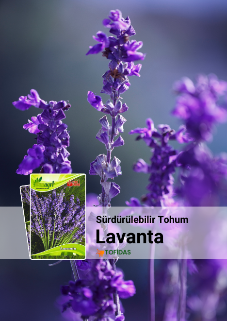 Lavanta Tohumu 25 adet tohum