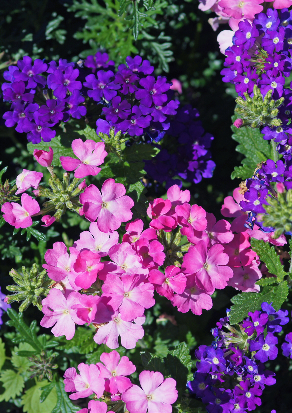 Mine Çiçeği Tohumu 20 adet tohum