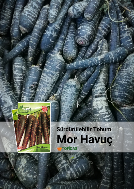 Mor Havuç Tohumu 3 gr