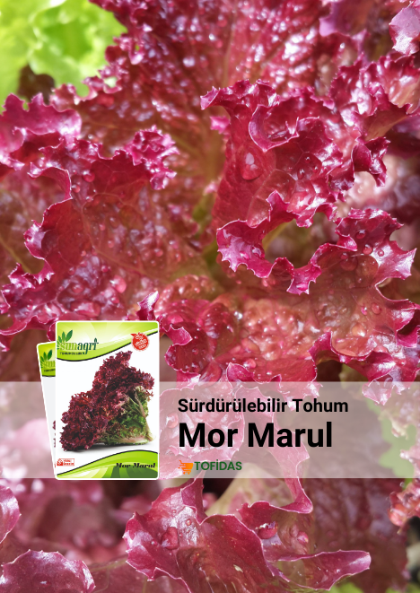 Mor Kıvırcık Marul 1000 Adet Tohum