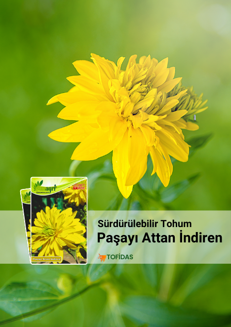 Paşayı Attan İndiren 25 Adet Tohum