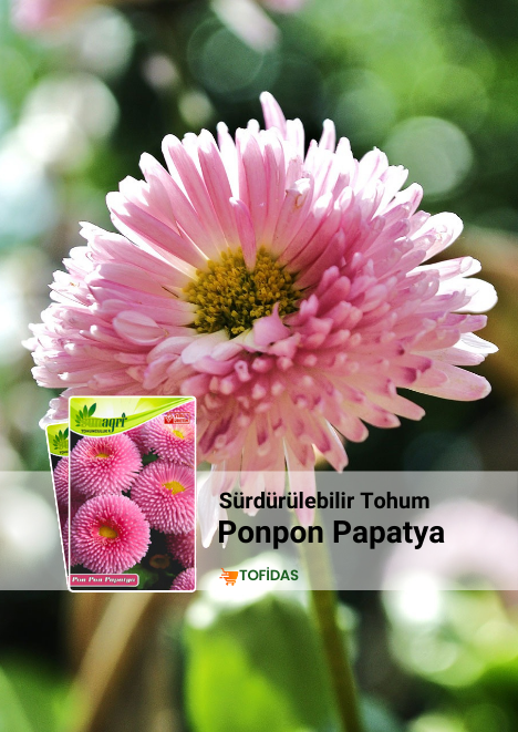 Ponpon Papatya Çiçeği Tohumu