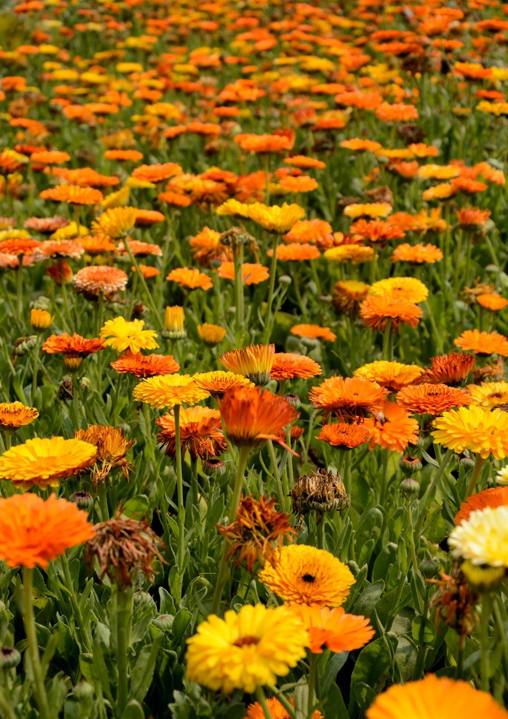 Portakal Nergisi Çiçeği Tohumu 20 adet