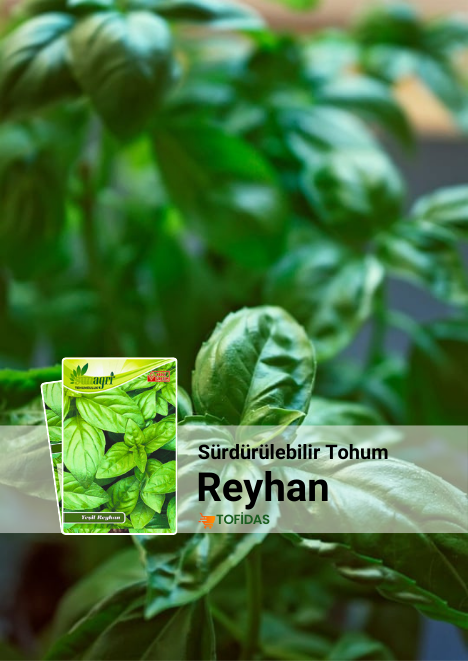 Reyhan Tohumu 100 adet tohum