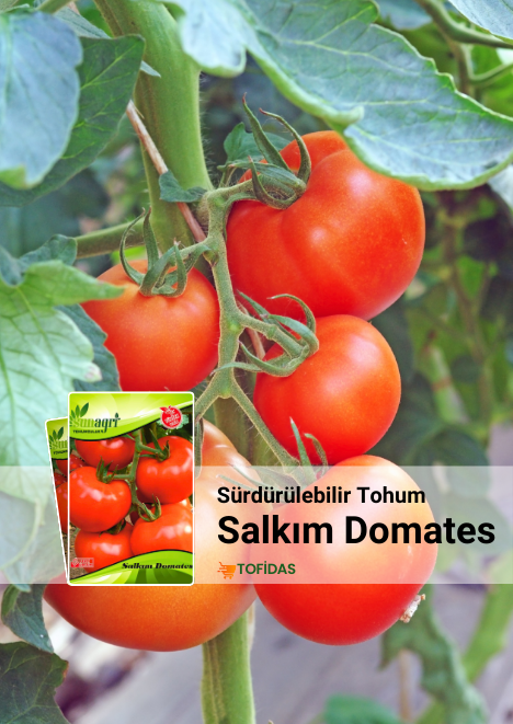 Salkım Domates Tohumu 5 gr