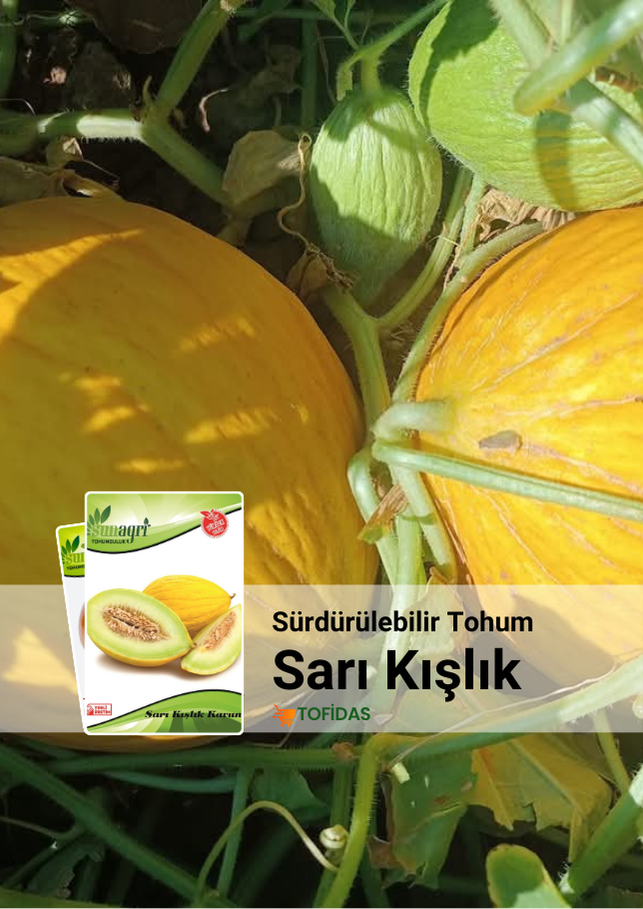 Sarı Kışlık Kavun Tohumu 5 gr