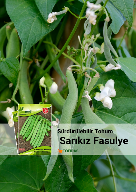 Sarıkız Fasulye Tohumu 25 gr
