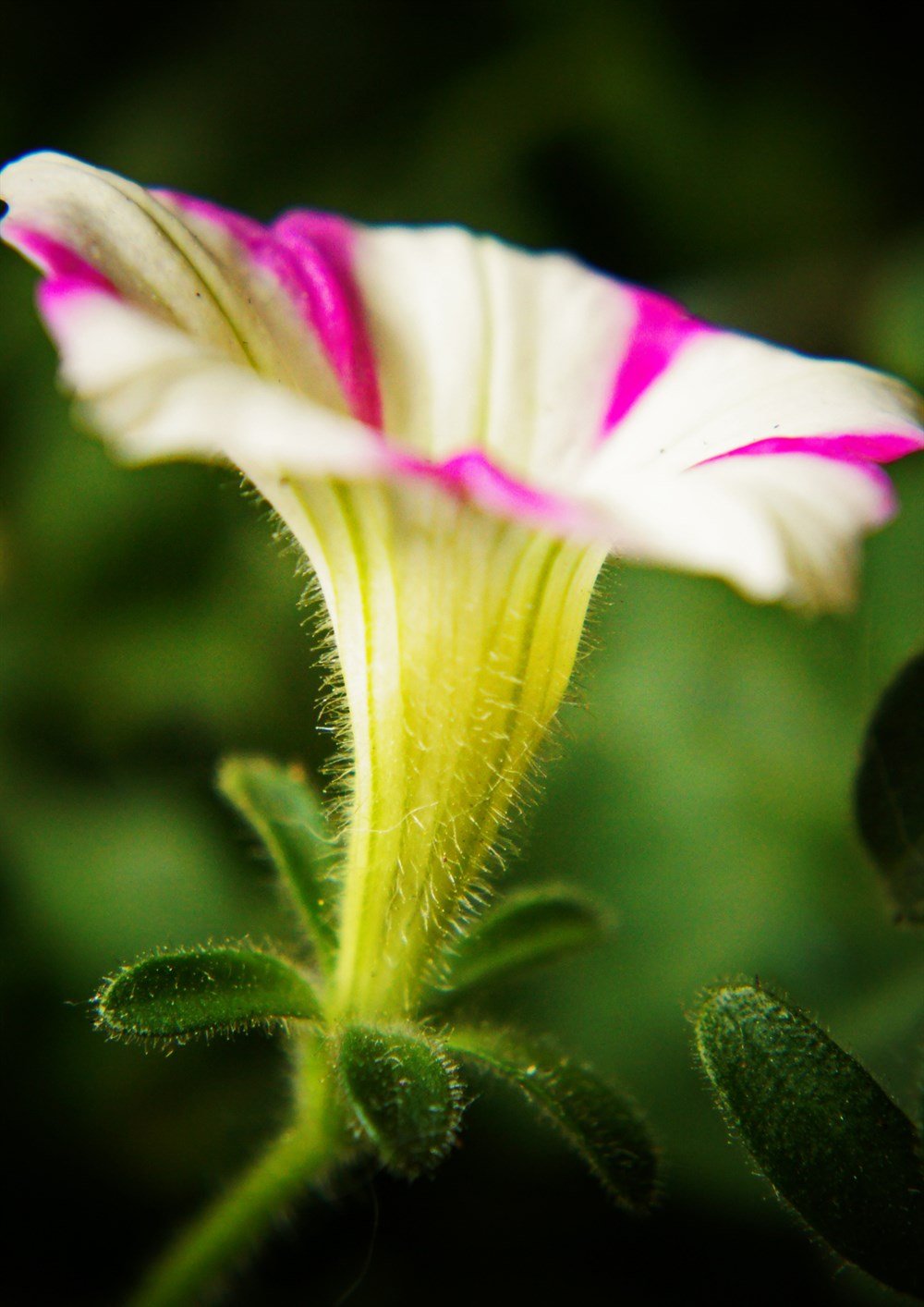 Sarmaşık Tohumu 10 adet tohum