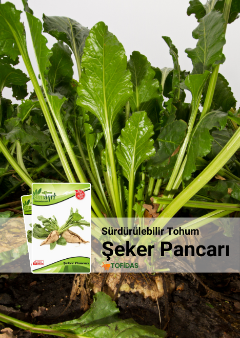 Şeker Pancarı Tohumu 10 g