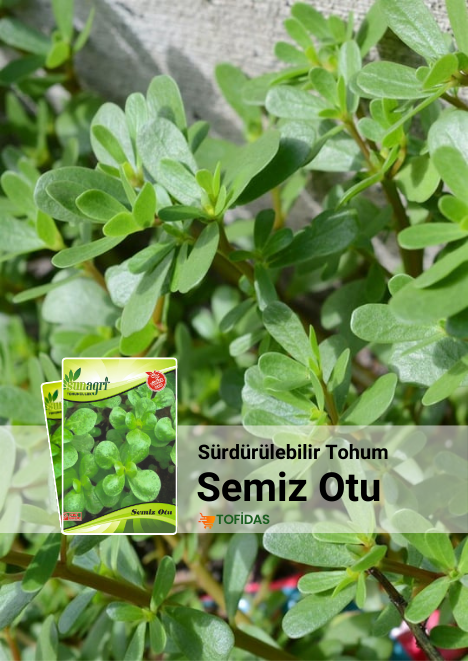Semiz Otu 5 gr