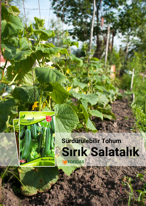 Sırık Salatalık 30 adet tohum