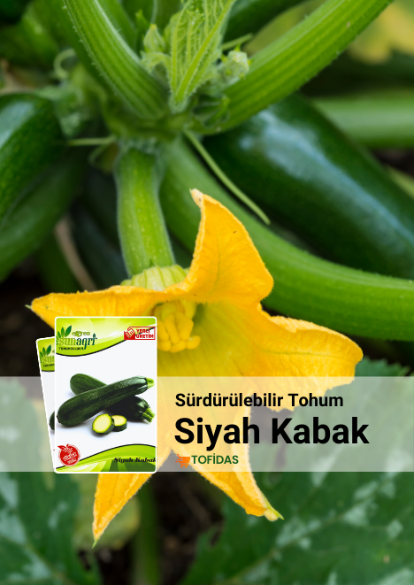 Siyah Kabak Tohumu 10 g