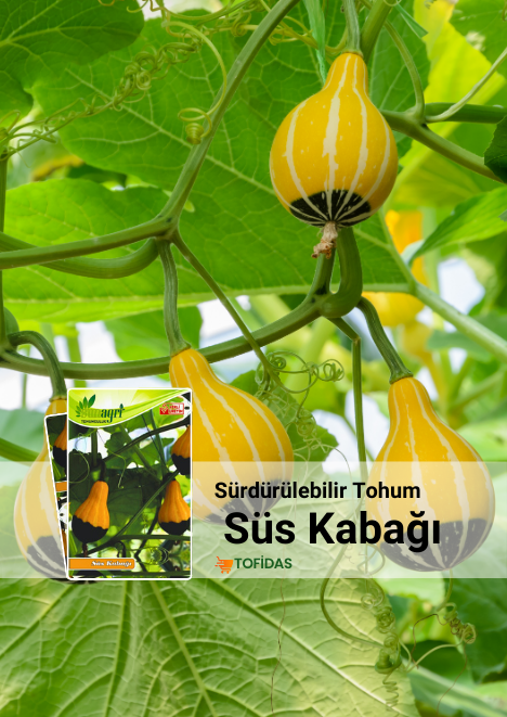 Süs Kabağı Tohumu